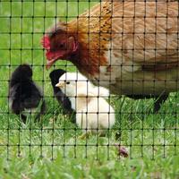 Filet anti-taupes robuste en HDPE, résistant aux UV, protection contre les oiseaux pour serres et vergers
