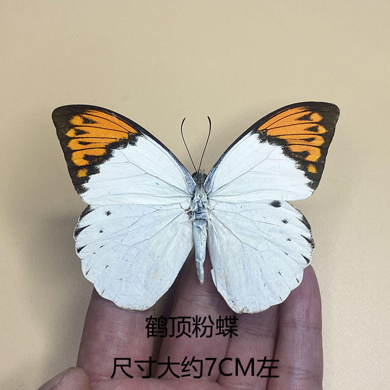 Crane top rose papillon répandu