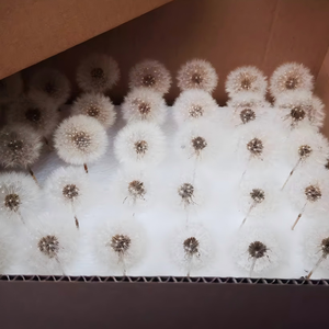 Fiori Eterni Conservati all'Ingrosso, Soffietti di Tarassaco per Composizioni Floreali e Decorazioni in Resina - Product Image 6