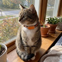 Traceur GPS Cutepet AI 4G Beidou avec surveillance de la santé, suivi en temps réel, fréquence cardiaque, étanche IP67 pour chats et chiens