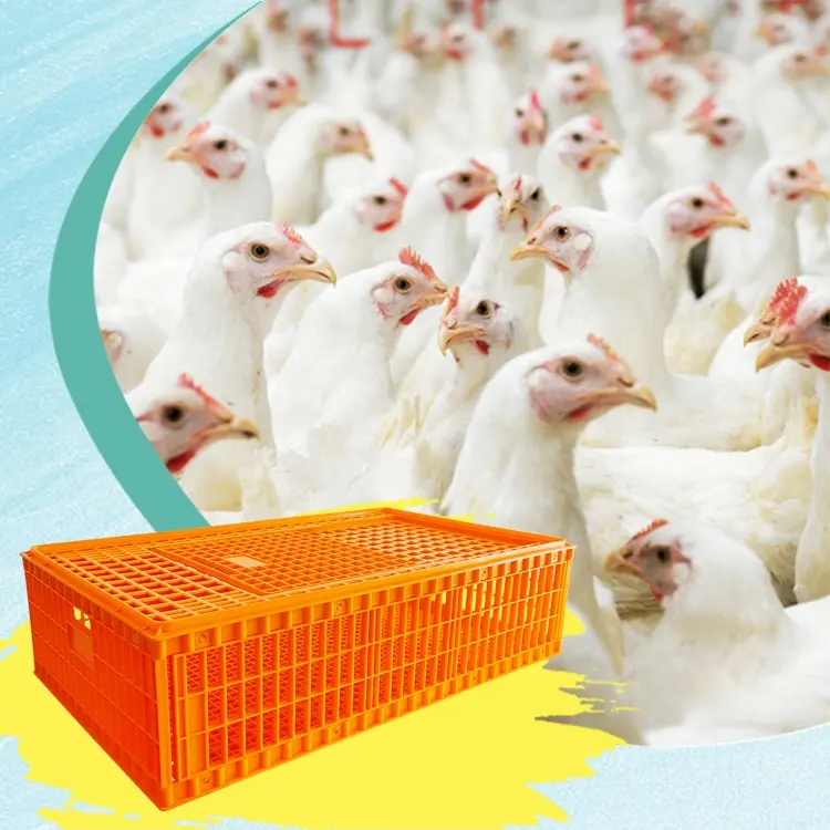 ZB PH152 vente à chaud cage de transport boîtes de transfert caisses de transport de poulet en plastique