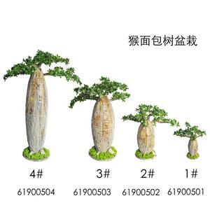 Hunan Zhangjiajie Fuyuan Yiwu popular bonsái artificial plástico Baobab árbol plantas en maceta para tienda Hotel decoración del hogar - Product Image 6