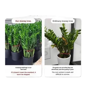 Plante verte d'intérieur, plante à feuilles persistantes, cadeau pour déménagement, fleur, plante verte, élimination du formaldéhyde, bonsaï de bureau, moderne et simple - Product Image 5