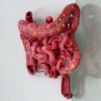 Modelo de Simulación Anatómica para la Educación en Enfermería y Formación en Salud