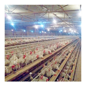 Top Sale Guaranteed Quality Chicken Farm <strong>Cage</strong> Poultry <strong>Cage</strong> Layer Chickens Poultry <strong>Cage</strong> for Home Use - Product Image 6