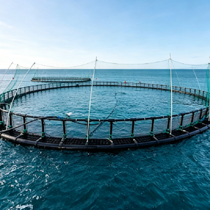 Équipement d'aquaculture : Cages flottantes pour l'élevage et l'éclosion des poissons à vendre, epuisette Pour Poisson, jaring Sangka Ikan - Product Image 3