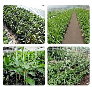 Palo de fibra de vidrio de estacas Frp flexibles de la mejor calidad para soporte de plantas y jardines con un extremo puntiagudo - Product Image 5