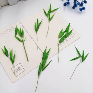 12 unids/bolsa <span class=keywords><strong>Avena</strong></span> con ramas, manualidades, fabricación de plantas naturales, flor prensada Real para Resina - Product Image 3