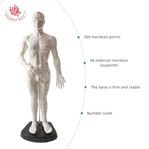 मानव एक्यूपंक्चर मॉडल पूरे शरीर एक्यूपंक्चर अभ्यास मेरिडियन एक्यूपंक्चर प्रशिक्षण मॉडल