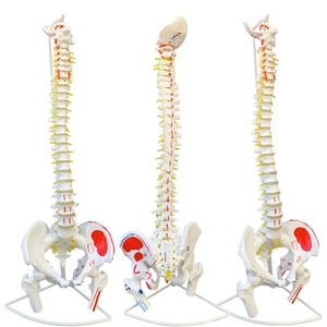 <span class=keywords><strong>Fisioterapia</strong></span> Life Tamaño natural Esqueleto Modelo Columna vertebral con <span class=keywords><strong>pelvis</strong></span> y cabeza femoral para la ciencia médica - Product Image 1