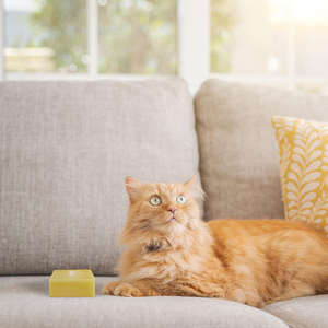 GMP Fábrica Personalizada Privada Lavanda Citrus Etiqueta Natural Orgánica Sólido Perro Jabón Bar Mascota Perro Champú <span class=keywords><strong>para</strong></span> el cuerpo - Product Image 6