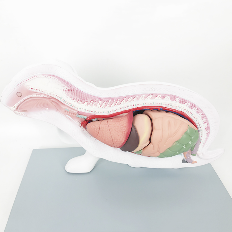YA/B031 Life Size Rabbit Anatomy Model for Medical Education