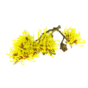 Poudre d'extrait d'hamamélis de qualité supérieure, pure, naturelle, de qualité alimentaire - Product Image 2