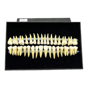 Взрослый полный рот 32 зубы Двухцветная модель с корнями, прозрачные трещины, стандартная форма для исследования зубной резьбы - Product Image 1