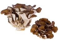 Fabrieksleverancier Natuurlijk Maitake Poeder Grifola Frondosa Vruchtvormende Lichaamspoeder Voedingsmiddelkwaliteit Grondstof