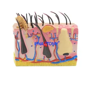 Canine Skin Medical Dog Skin Diseased Model for Veterinary Medical Science Anatomical Model Picture Advanced PVC PNT-0887 CN;JIA
