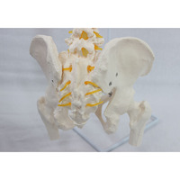 Modelo de esqueleto de columna vertebral de simulación de plástico de ciencia médica modelo de columna vertebral de anatomía humana de PVC para escuelas y hospitales