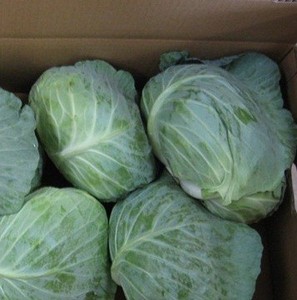 Repollo fresco de alta calidad, mejor precio - Product Image 1