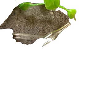 Pipeta cuentagotas graduada de vidrio Pomeranian de 1 ml con punta de goma recta para uso en laboratorio con aceites esenciales - Product Image 5