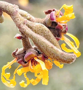 Idrolato di Hamamelis Mollis, Acqua Solubile per la Cura della Pelle, Idratante, Idrolato di Witch Hazel - Product Image 2