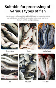 Visontbeenmachine semi-automatisch, voor <span class=keywords><strong>Tilapia</strong></span> tot Baars (20g-2000g), 3-delige snede, met pomp motor voor de viskwekerij - Product Image 6