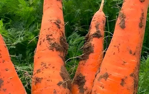 Engrais organique granulaire NPK pour légumes, pour irrigation, avec qualité d'exportation garantie pour une utilisation sûre - Product Image 4