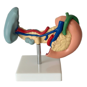 Fabriek Menselijke Milt Model Viscerale Alvleesklierfunctie Alvleesklier Milt Lever Galblaas Duodenum Model <span class=keywords><strong>Pancreas</strong></span> Model - Product Image 3