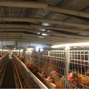 RAISETECH Kandang Ayam Petelur Tipe H Peralatan Peternakan Kandang Baterai Ayam Petelur Otomatis untuk Dijual - Product Image 3