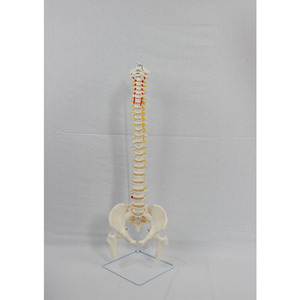 نموذج هيكل عظمي بشري بالحجم الطبيعي من DARHMMY مصنوع من البولي فينيل كلوريد مع عظم القصبة الخلفية ونظام الأوعية الدموية والعمود الفقري والحوض والعظم الفخذي والأعصاب الظهرية - Product Image 2