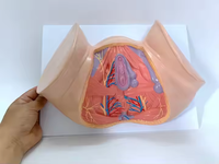 Modelo Anatómico de Perineo Femenino Ginecológico, Maniquí de Enseñanza de Ciencias Médicas, Equipo Educativo de PVC para el Aprendizaje, CE/ISO