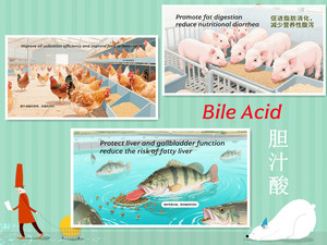 Suplemento de Ácido Biliar para Alimentación de Ganado, Mejora la Absorción de Nutrientes, Apto para Aves de Corral/Aquicultura/Animales de Granja - Product Image 4