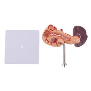 Menselijk Milt Model Viscerale Alvleesklier Functie Alvleesklier Milt Lever Galblaas Twaalfvingerige Darm Model 1:1 Gezonde Gewone Alvleesklier - Product Image 3