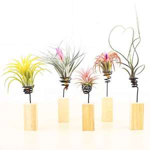 Support en bois supendu pour plantes à air, ensemble de bureau en bois stallsia, de taille personnalisée, offre spéciale - Product Image 2