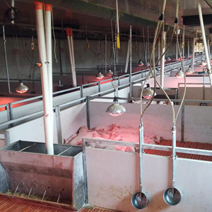 PH trang trại thiết bị của New SUS 304 double side uống bát với núm vú uống cho heo con cho ăn tự động dòng Dễ dàng cài đặt - Product Image 1