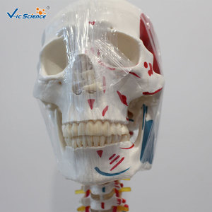 Modelo de esqueleto humano a escala 1:1 con coloración de origen y inserción de los músculos y ligamentos, 180 cm de altura, de aspecto natural. - Product Image 2