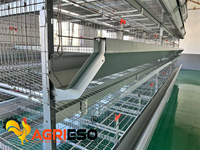 Système de cages automatiques en H pour poulets pondeurs, équipement d'élevage avicole pour fermes commerciales