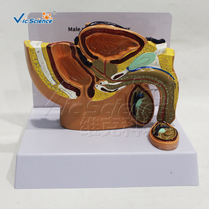 Modèle miniature d'anatomie sagittale du bassin masculin ; outil pédagogique pour les systèmes reproducteur et urinaire masculins ; outil de formation pratique - Product Image 2