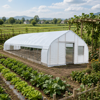 Serre tunnel à simple travée avec film en polyéthylène et ventilation latérale, adaptée à la culture de tomates et de fruits