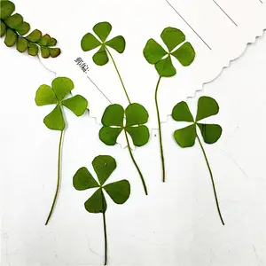 Y-E012 Nature Pressed Flowers Dried Four Leaf Clover Pressed Flowers For Nail Jewelry Resin Aromatherapy Candle DIY