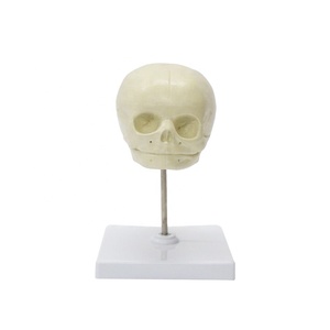 Modelo de Cráneo Fetal, Huesos de Recién Nacido de Alta Calidad, Cráneo de Bebé para Prácticas Clínicas de Ciencias Médicas, Modelo de Cráneo Humano - Product Image 1
