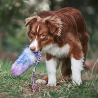 Jouet en peluche pour chien personnalisé en vraie fourrure de lapin, jouet interactif d'extérieur à tirer et à mâcher, jouet à mâcher pour chien de haute qualité