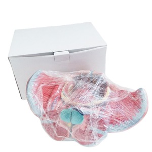 Modèle anatomique pédagogique biomédical : Modèle avancé des accessoires pelviens féminins, des organes génitaux et des nerfs vasculaires - Product Image 5