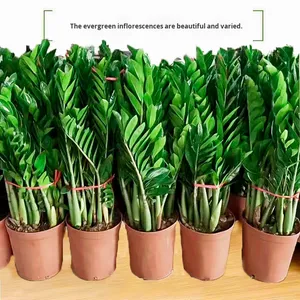 Albero della Fortuna in Vaso per Interni, Sempreverde per Quattro Stagioni, Facile da Curare, Grande e Piccolo - Product Image 1