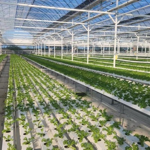 Sistema Idroponico Verticale NFT per Serre Agricole Interne ed Esterne per Coltivatori Commerciali di Lattuga - Product Image 2