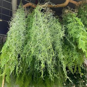 Planta Artificial Colgante Yunxi, Guirnalda Verde de 106 cm, Decoración para el Hogar, Accesorios de Fotografía - Product Image 2