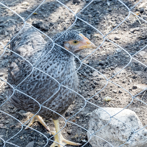 Màu xanh lá cây màu đen sắt 50ft mỗi cuộn tiêu chuẩn cao 10ft x 6ft Chuỗi liên kết hàng rào cho công trường xây dựng - Product Image 4