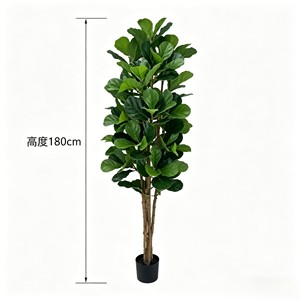 Prix de gros du Ficus pandurata, plantes à feuilles persistantes et durables - Product Image 2