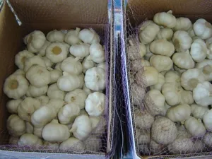 2024 New Garlic Crop First Class China Red And Pure White Garlic FCL