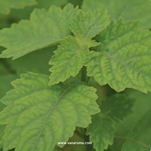 Aceite Esencial Natural Premium con Alto Contenido de Pachulí y Bajo Contenido de Ácido, con Notas Amaderadas y Terrosas para Perfumería Fina - Product Image 1