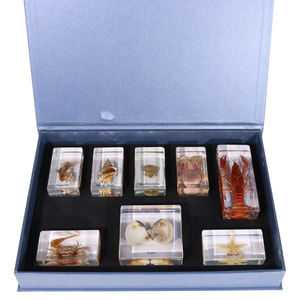 Taxidermie Presse-papiers acrylique animaux marins résine spécimen outils éducatifs pour l'enseignement - Product Image 2